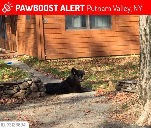 Lost Male Dog last seen Barger Street, Putnam Valley, NY 10588