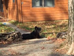 Lost Male Dog last seen Barger Street, Putnam Valley, NY 10588