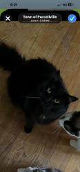 Lost Male Cat last seen Main Street and 141 S Orchard, Purcellville, VA 20132