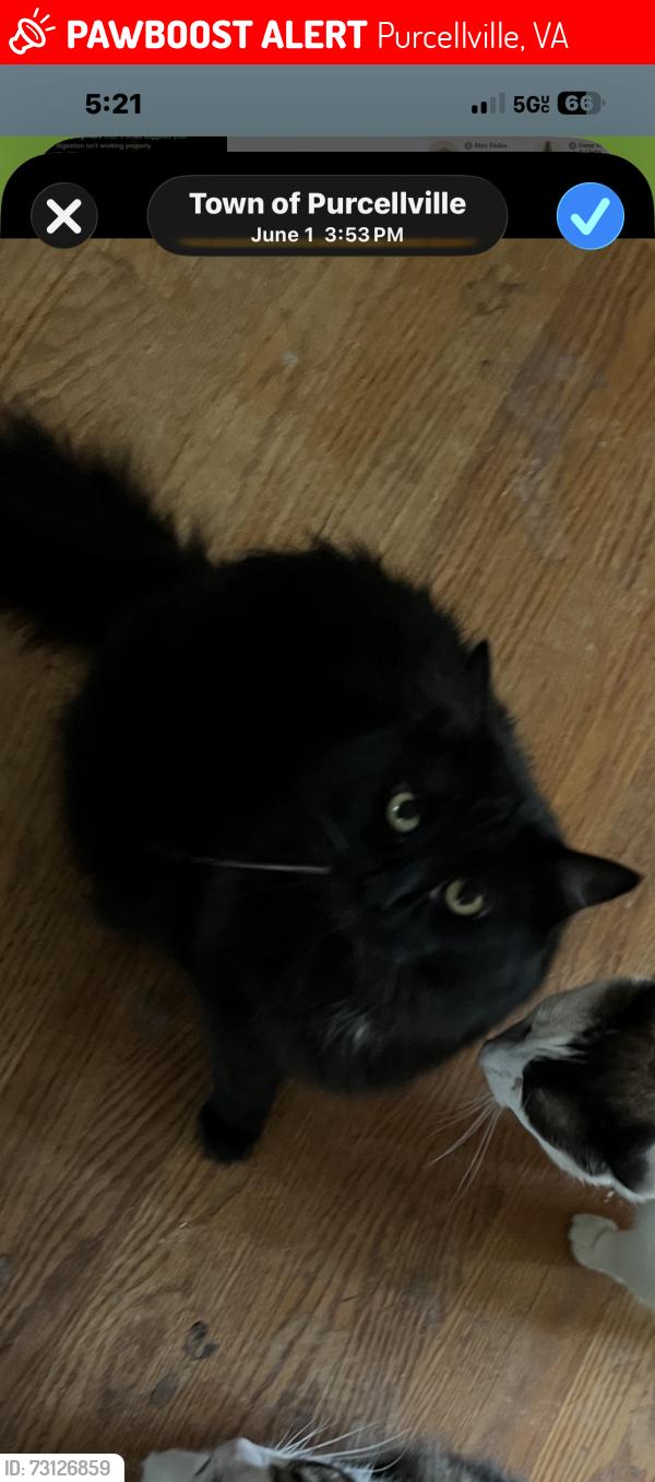 Lost Male Cat last seen Main Street and 141 S Orchard, Purcellville, VA 20132
