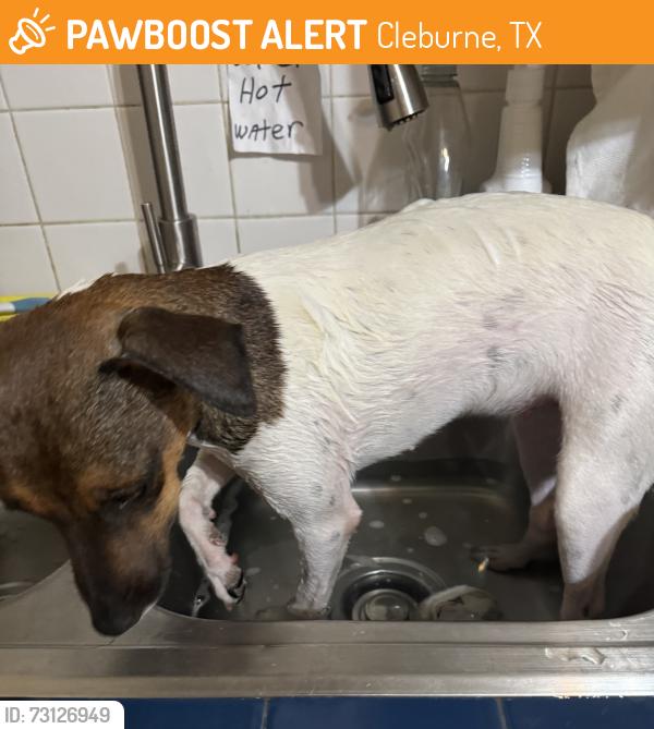 Found/Stray Female Dog last seen Cleburne TX golf course, Cleburne, TX 76031