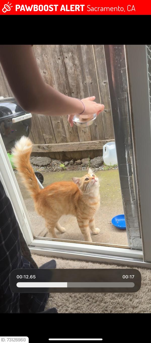 Lost Male Cat last seen loma verde way, Sacramento, CA 95822