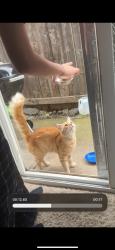 Lost Male Cat last seen loma verde way, Sacramento, CA 95822