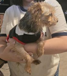 Reunited Female Dog last seen Churchill, Flower Mound, TX 75028