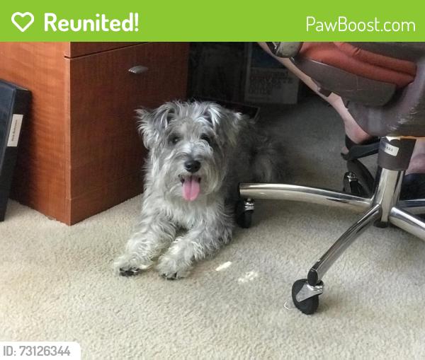 Reunited Male Dog last seen Halyard Drive between College Ave and Jennings Ave, Santa Rosa, CA 95401