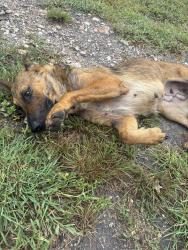 Found/Stray Female Dog last seen The grand lady, Manor, TX 78653