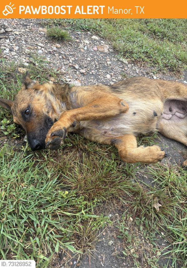 Found/Stray Female Dog last seen The grand lady, Manor, TX 78653