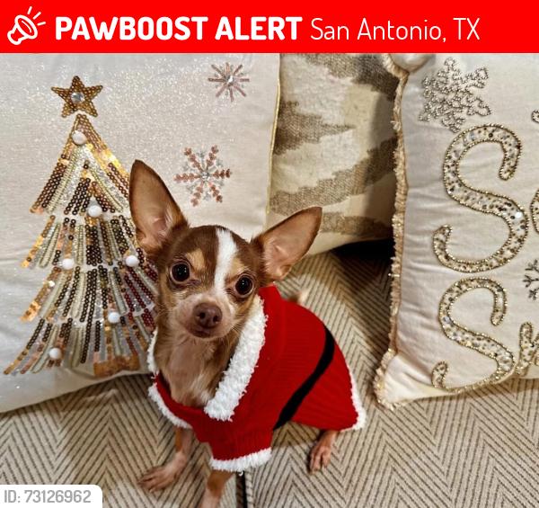Lost Female Dog last seen Hubbard hill, San Antonio, TX 78254