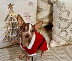 Lost Female Dog last seen Hubbard hill, San Antonio, TX 78254