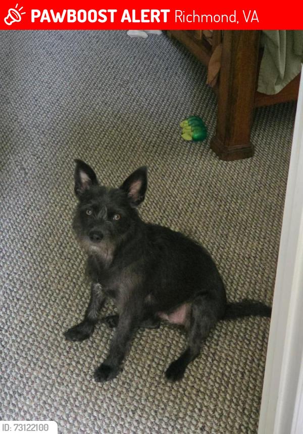 Lost Female Dog last seen Kensington Ave apts, Richmond, VA 23221