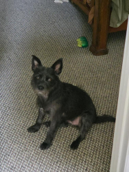 Lost Female Dog last seen Kensington Ave apts, Richmond, VA 23221