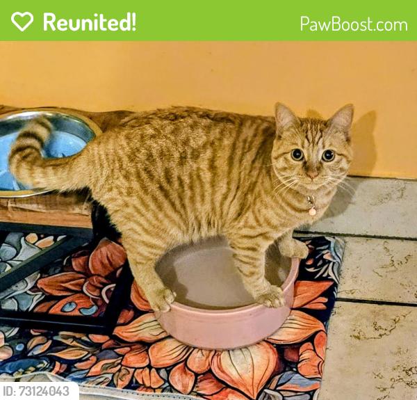 Reunited Female Cat last seen 64th & Yarrow st., Arvada, CO 80004