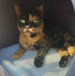 Reunited Female Cat last seen Mohina Woods, Columbus, GA 31907
