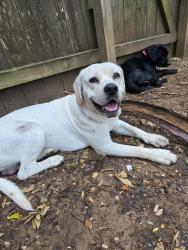 Found/Stray Male Dog last seen Menchaca, Austin, TX 78748