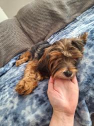 Found/Stray Female Dog last seen Snellville, GA, Snellville, GA 30078