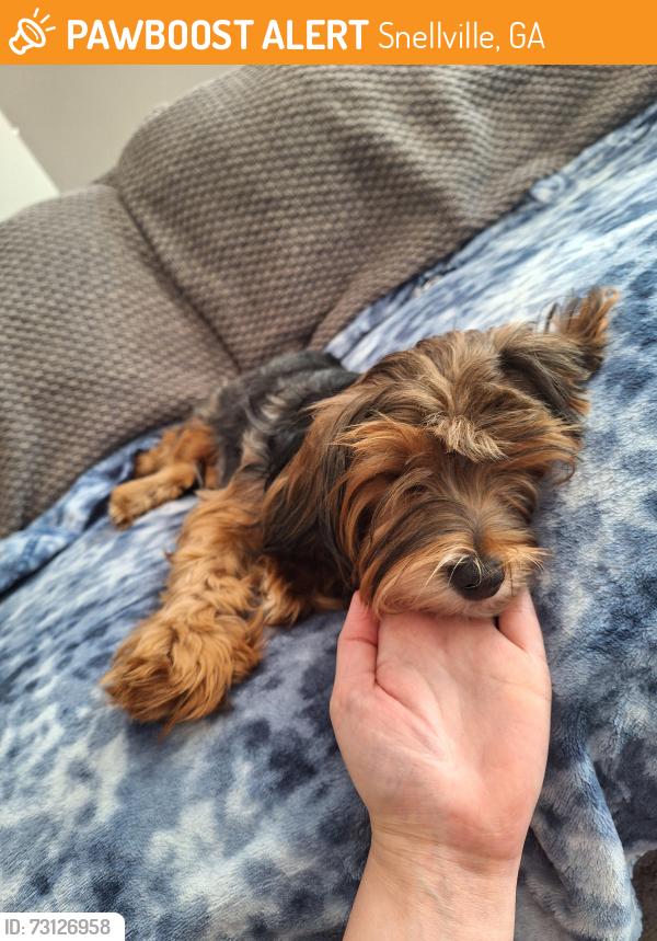 Found/Stray Female Dog last seen Snellville, GA, Snellville, GA 30078