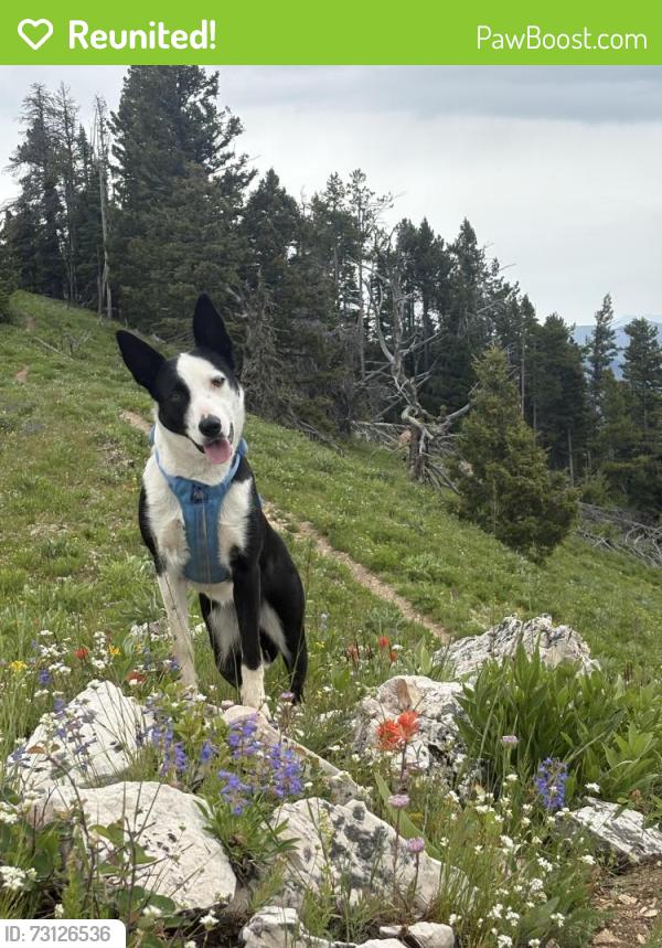 Reunited Female Dog last seen Galligator Trail S Wilson, Bozeman, MT 59715