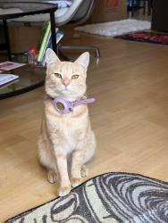Reunited Female Cat last seen Camden Av & Bradford way (Butcher park), San Jose, CA 95124