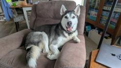 Reunited Male Dog last seen Near E North St Hastings MI, Hastings, MI 49058