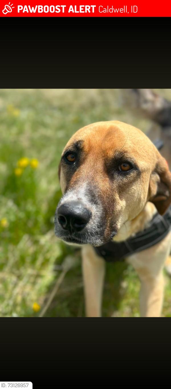 Lost Female Dog last seen Homedale and Florida, Caldwell, ID 83605