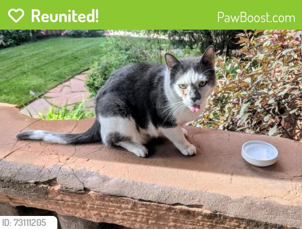Reunited Male Cat last seen 12th and pennsylvania in cap hill, Denver, CO 80203