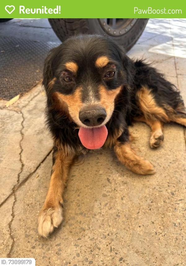 Reunited Male Dog last seen California Street and Darby in muscoy, Muscoy, CA 92407