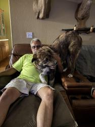Reunited Male Dog last seen Walmart hillside drive, Broken Arrow, OK 74014