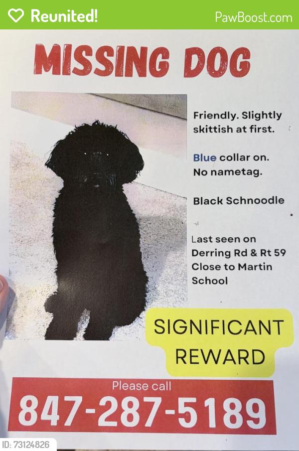 Reunited Male Dog last seen Rt 59 & Dering Dr, Lake Villa, Lake Villa Township, IL 60046