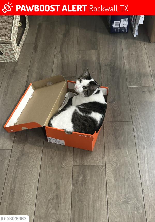 Lost Male Cat last seen Amber Ridge Dr, Rockwall, TX 75032