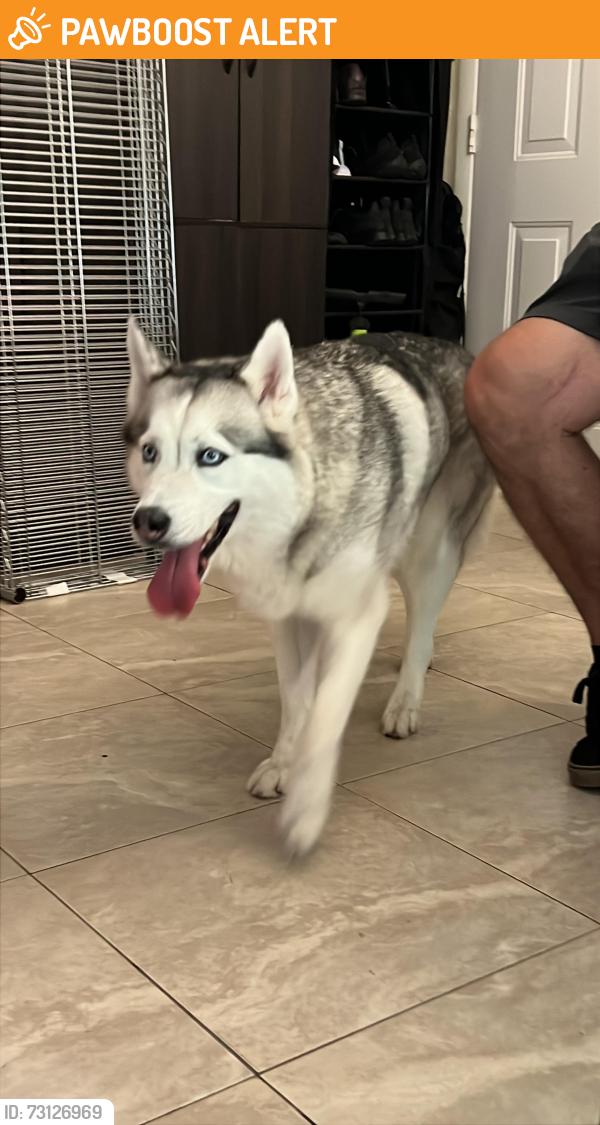 Found/Stray Female Dog last seen Okeechobee and Haverhill, West Palm Beach, FL 33417