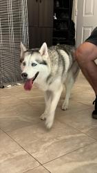 Found/Stray Female Dog last seen Okeechobee and Haverhill, West Palm Beach, FL 33417