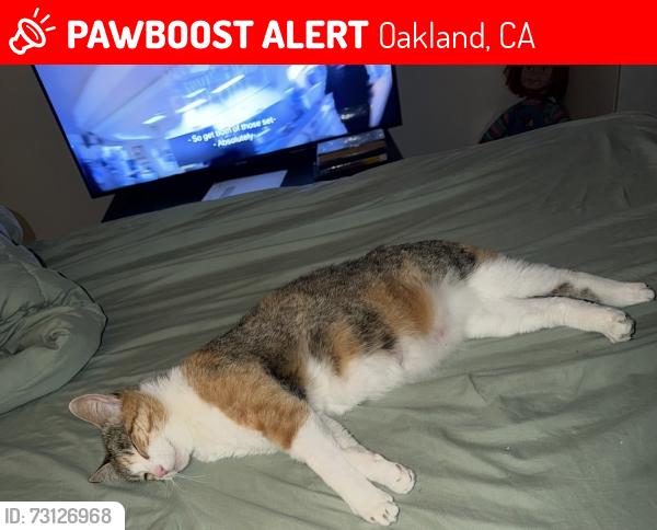 Lost Female Cat last seen 35th Ave & Davis street, Oakland, CA 94601