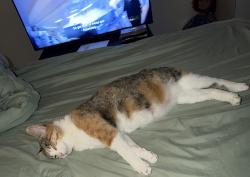 Lost Female Cat last seen 35th Ave & Davis street, Oakland, CA 94601