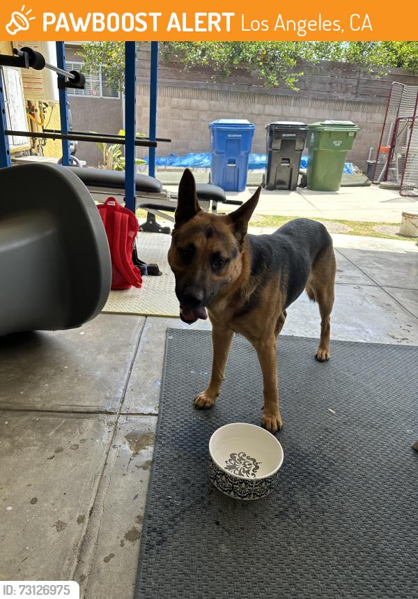 Found/Stray Male Dog last seen Obama/LaBrea, Los Angeles, CA 90016