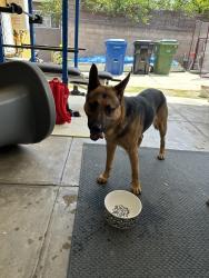 Found/Stray Male Dog last seen Obama/LaBrea, Los Angeles, CA 90016