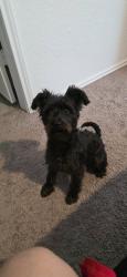Reunited Female Dog last seen Kayden court and fisher place, Marion, TX 78124