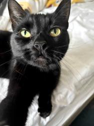Lost Female Cat last seen D23 8WL, 129 Osmaston Park Road, Derby, England DE23 8WL