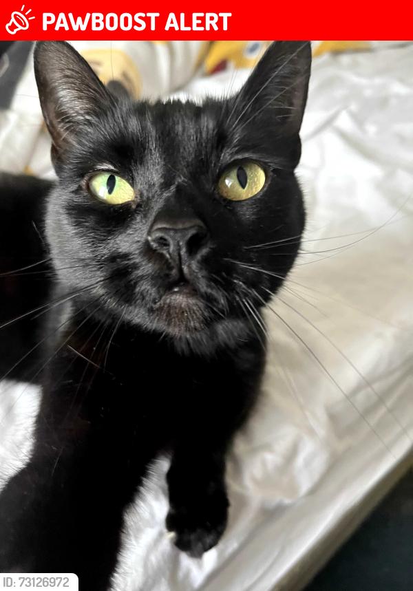 Lost Female Cat last seen D23 8WL, 129 Osmaston Park Road, Derby, England DE23 8WL