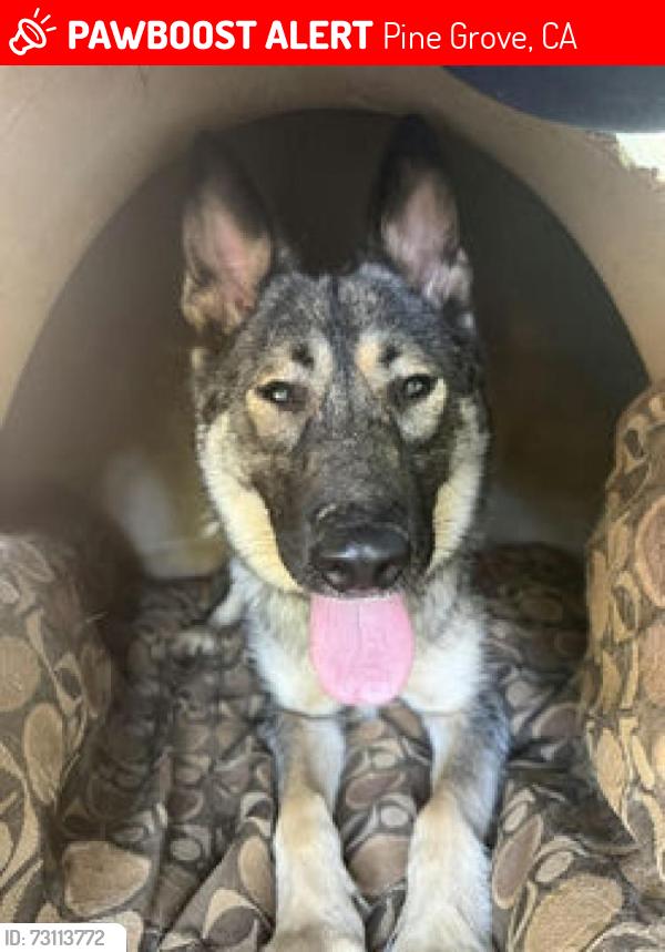 Lost Female Dog last seen Tabeaud Road, and French Gulch, Pine Grove, CA 95665