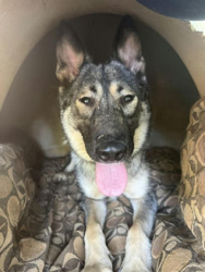 Lost Female Dog last seen Tabeaud Road, and French Gulch, Pine Grove, CA 95665