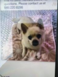 Lost Male Dog last seen Bagel drive and Brighton lakes blvd, Osceola County, FL 34746