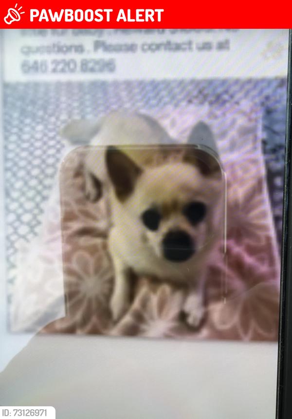 Lost Male Dog last seen Bagel drive and Brighton lakes blvd, Osceola County, FL 34746