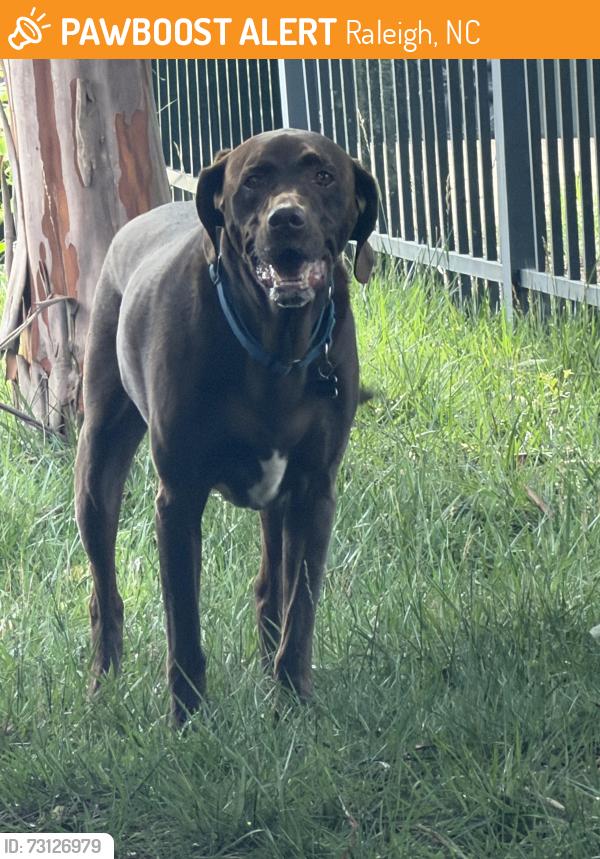 Found/Stray Female Dog last seen Rothgeb Drive, Raleigh, NC 27609