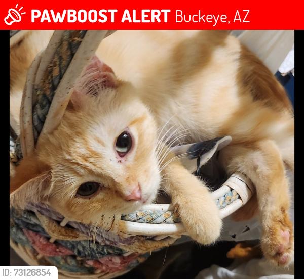 Lost Male Cat last seen Tartesso/Carmona subdivision, Buckeye, AZ 85396