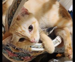Lost Male Cat last seen Tartesso/Carmona subdivision, Buckeye, AZ 85396