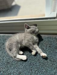 Found/Stray Female Cat last seen Rochester Ford Parking lot, Rochester, MN 55902