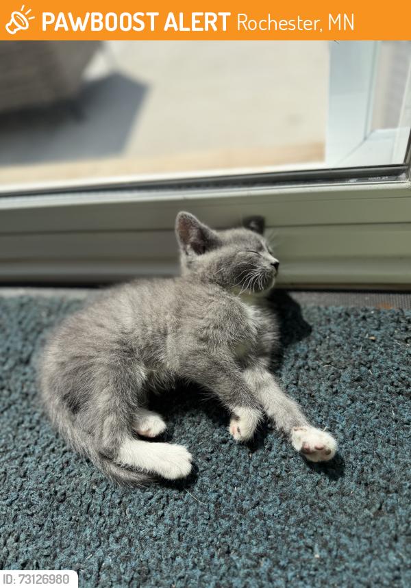 Found/Stray Female Cat last seen Rochester Ford Parking lot, Rochester, MN 55902
