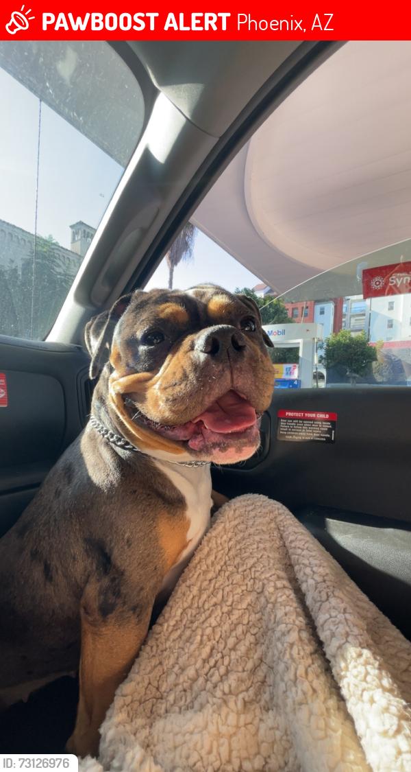 Lost Female Dog last seen E Indian School Rd, Phoenix, AZ 85018