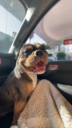 Lost Female Dog last seen E Indian School Rd, Phoenix, AZ 85018