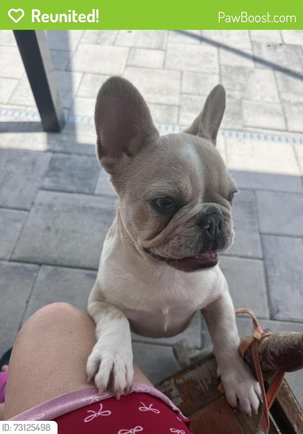 Reunited Female Dog last seen Diplomat and Santa Barbara, Cape Coral, FL 33993